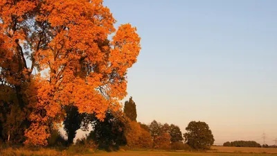Осень, туман, листва, рассвет - скачать обои на рабочий стол. Обои для  андроид бесплатно. | Autumn landscape, Fall wallpaper, Autumn photography