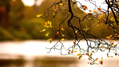 Обои Красочная осень, картинки - Обои для рабочего стола Красочная осень  фото из альбома: (природа)