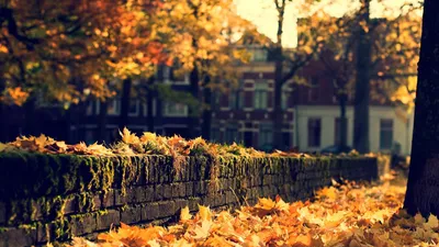 Скачать обои Осенний парк с яркими красками осени на рабочий стол из  раздела картинок Осень