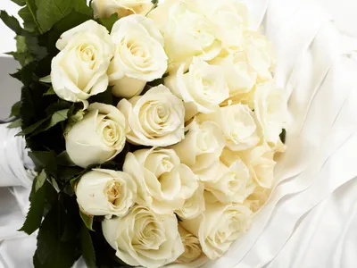 Картинки на рабочий стол белые розы фотографии