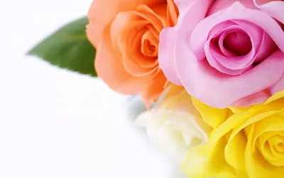 Букет разноцветных роз - прекрасные обои для рабочего стола - обои на рабочий  стол