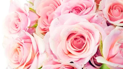 Обои на рабочий стол: Букеты, Цветы, Розы, Растения - скачать картинку на  ПК бесплатно № 38875
