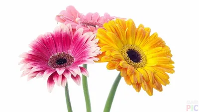 Яркие разноцветные цветы герберы - обои на рабочий стол
