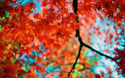 Осенние краски скачать фото обои для рабочего стола (картинка 2 из 5)
