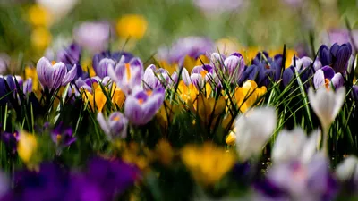 Фон рабочего стола где видно поле крокусов, весенние цветы, макро, красивые  обои, Field of crocuses, spring flowers, macro, beautiful wallpaper