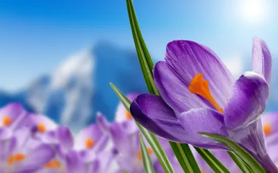 Картинка на рабочий стол цветы, весна, крокусы 2560 x 1600