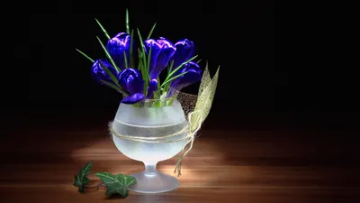 Синие крокусы — Скачать обои на рабочий стол Цветы (2560x1440)