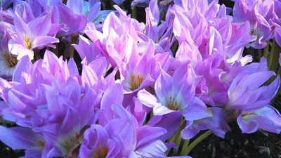 Обои крокусы, цветы, распущенные, первоцвет, весна картинки на рабочий стол,  фото скачать бесплатно