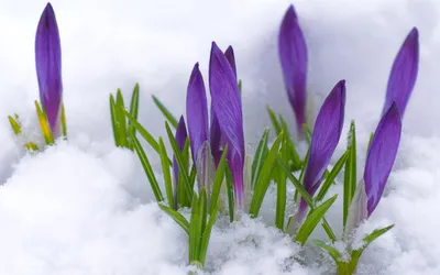 Крокусы, бутоны, фиолетовый, первоцвет, снег, весна, цветы, макро обои для рабочего  стола, картинки, фото, 1920x1200.
