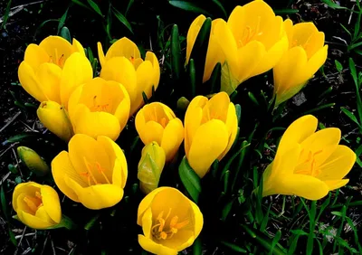 крокусы, желтые, первоцвет, весна