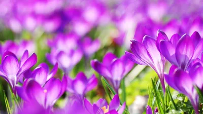 Фиолетовые весенние цветы крокусы Обои для рабочего стола 1600x900