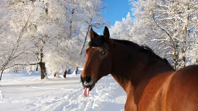 Обои Рыжая лошадь зимой, картинки - Обои для рабочего стола Рыжая лошадь  зимой фото из альбома: (животные)