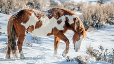 Обои на рабочий стол Пятнистая лошадь стоит на снегу, обои для рабочего  стола, скачать обои, обои бесплатно