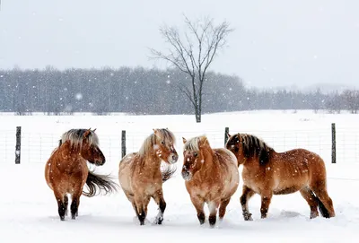 Обои зима, животные, снег, ограда, лошади, кони, природа на рабочий стол