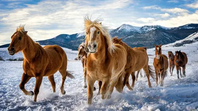 Обои Животные Лошади, обои для рабочего стола, фотографии животные, лошади,  табун, снег, зима, горы Обои для рабочего стола, скачать обои картинки  заставки на рабочий стол.