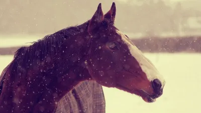Обои животные, лошадь, конь, морда, снег, зима, фон картинки на рабочий стол,  фото скачать бесплатно
