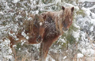 Обои лошадь, жеребец, зима картинки на рабочий стол, фото скачать бесплатно