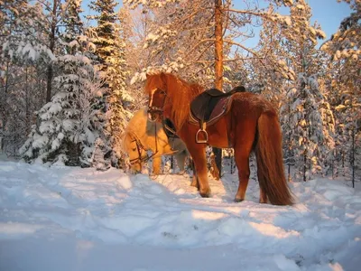 Обои на рабочий стол Белая лошадь в зимнем лесу, by purpledaydreams, обои  для рабочего стола, скачать обои, обои бесплатно