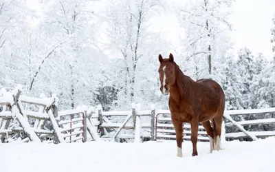 Обои Природа, зима, лошади на рабочий стол