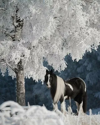 Картинки лошадь 2 белая зимние снега Животные 1920x1000