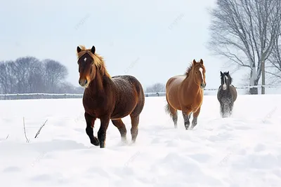 Картинки на рабочий стол лошади зимой фотографии