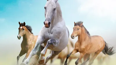 красивая лошадь обои на рабочий стол черно белые, черно белые картинки с  лошадьми, лошадь, животное фон картинки и Фото для бесплатной загрузки