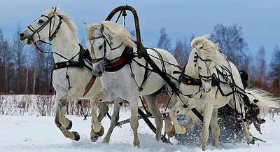 Красивый арт лошади, зима, природа - обои на рабочий стол