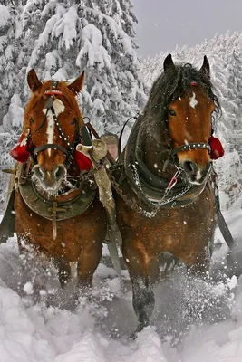 Обои на рабочий стол Собака и лошадь на снегу, фотограф Анна Аверьянова,  обои для рабочего стола, скачать обои, обои бесплатно