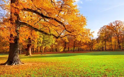 Обои осень, пейзаж, дерево, природа, лист - картинка на рабочий стол и фото  бесплатно