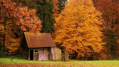 Осенний пейзаж в Woods - обои для рабочего стола, картинки, фото