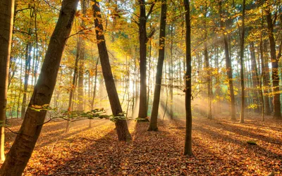 красивый осенний пейзаж -ОБОИ- на рабочий стол-Осень бесплатно