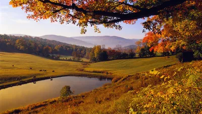 Картинка на рабочий стол осень, лес, река, озеро, деревья, Пейзаж, особняк,  дом 1920 x 1080