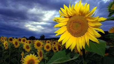 Image Nature Fields Sunflowers sunrise and sunset 3840x2160