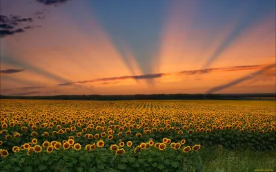 Nature Sunflower HD Wallpaper
