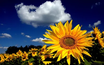 Обои подсолнухи, цветы, желтый, поле, закат картинки на рабочий стол, фото  скачать бесплатно