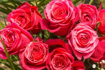 Картинки на рабочий стол природа цветы розы фотографии
