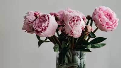 Обои пионы, цветы, букет, розовый, ваза картинки на рабочий стол, фото  скачать бесплатно