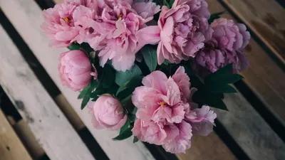 Обои пионы, цветы, букет, розовый картинки на рабочий стол, фото скачать  бесплатно