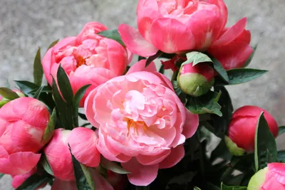 Яркие красивые цветы пионы - обои для рабочего стола, картинки, фото