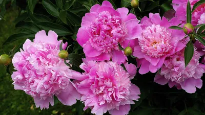 Букет цветов белых и розовых пионов | Обои для телефона