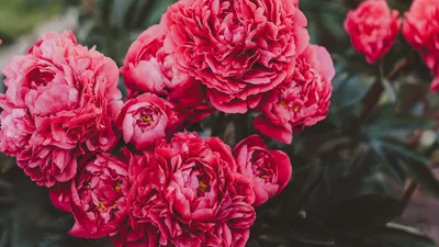Обои пионы, цветы, розовый, цветение, растение картинки на рабочий стол,  фото скачать бесплатно