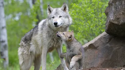 Обои волк, волчонок, пара, забота, семья картинки на рабочий стол, фото  скачать бесплатно