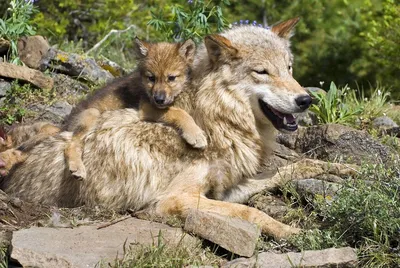 Обои на рабочий стол Волчонок уютно устроился на спине мамы волчицы, обои  для рабочего стола, скачать обои, обои бесплатно