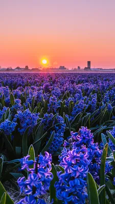 Picture Sun Light Blue Fields Flowers Sunrises and sunsets 1080x1920