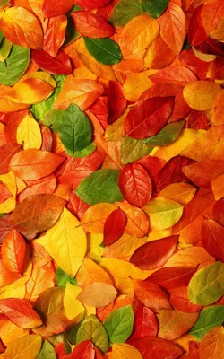 осень. листья. | Fall wallpaper, Iphone wallpaper fall, Wallpaper  backgrounds