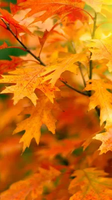 осень, листья, leaves, trees, autumn, 5k (vertical) | Autumn scenes, Autumn  trees, Cute fall wallpaper