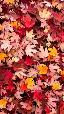 Осень, листья и Смешарики: Обои на телефон к сентябрю - YouLoveIt.ru
