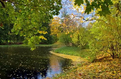 Осенние листья обои на телефон - 56 фото