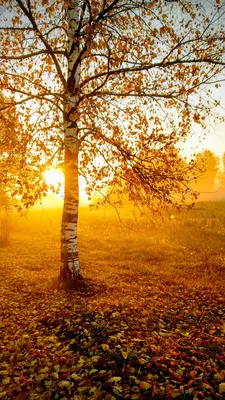 Осень. Листья. — Сообщество «Фотография» на DRIVE2
