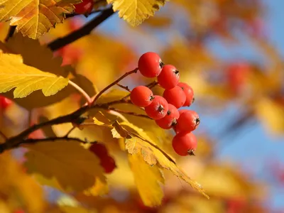 Пин от пользователя Galya_koks на доске Осень | Осенние картинки, Осень, Осенние  листья